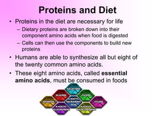 Proteins and Diet
• Proteins in the diet are necessary for life
– Dietary proteins are broken down into their
component amino acids when food is digested
– Cells can then use the components to build new
proteins
• Humans are able to synthesize all but eight of
the twenty common amino acids.
• These eight amino acids, called essential
amino acids, must be consumed in foods
 