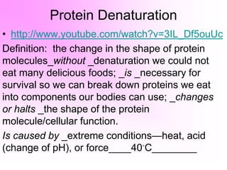 Protein Denaturation
• http://www.youtube.com/watch?v=3IL_Df5ouUc
Definition: the change in the shape of protein
molecules_without _denaturation we could not
eat many delicious foods; _is _necessary for
survival so we can break down proteins we eat
into components our bodies can use; _changes
or halts _the shape of the protein
molecule/cellular function.
Is caused by _extreme conditions—heat, acid
(change of pH), or force____40◦C________
 