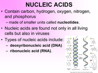 NUCLEIC ACIDS
• Contain carbon, hydrogen, oxygen, nitrogen,
and phosphorus
– made of smaller units called nucleotides.
• Nucleic acids are found not only in all living
cells but also in viruses
• Types of nucleic acids include:
– deoxyribonucleic acid (DNA)
– ribonucleic acid (RNA).
 