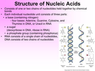 Structure of Nucleic Acids
• Consists of one or two chains of nucleotides held together by chemical
bonds
• Each individual nucleotide unit consists of three parts:
• a base (containing nitrogen)
- four bases: Adenine, Guanine, Cytosine, and
Thymine in DNA, or Uracil in RNA
• a sugar
(deoxyribose in DNA, ribose in RNA)
• a phosphate group (containing phosphorus)
• RNA consists of a single chain of nucleotides,
DNA consists of two chains of nucleotides
 