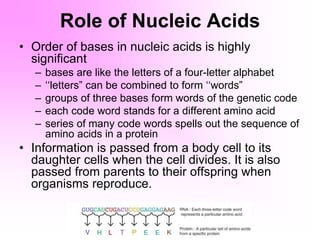 Role of Nucleic Acids
• Order of bases in nucleic acids is highly
significant
– bases are like the letters of a four-letter alphabet
– ‘‘letters” can be combined to form ‘‘words”
– groups of three bases form words of the genetic code
– each code word stands for a different amino acid
– series of many code words spells out the sequence of
amino acids in a protein
• Information is passed from a body cell to its
daughter cells when the cell divides. It is also
passed from parents to their offspring when
organisms reproduce.
 