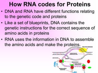 How RNA codes for Proteins
• DNA and RNA have different functions relating
to the genetic code and proteins
• Like a set of blueprints, DNA contains the
genetic instructions for the correct sequence of
amino acids in proteins
• RNA uses the information in DNA to assemble
the amino acids and make the proteins.
 