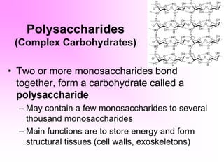 Polysaccharides
(Complex Carbohydrates)
• Two or more monosaccharides bond
together, form a carbohydrate called a
polysaccharide
– May contain a few monosaccharides to several
thousand monosaccharides
– Main functions are to store energy and form
structural tissues (cell walls, exoskeletons)
 
