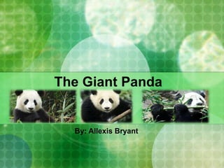 The Giant Panda
By: Allexis Bryant
 