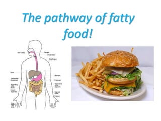 The pathway of fatty food! 
