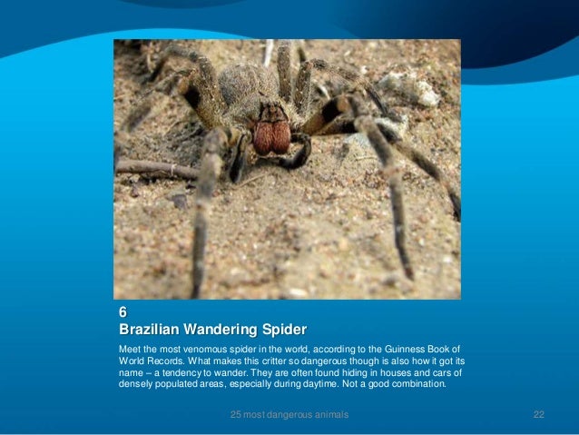 The 25 Most Dangerous Animals On The Planet