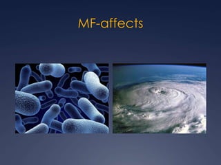 MF-affects
 