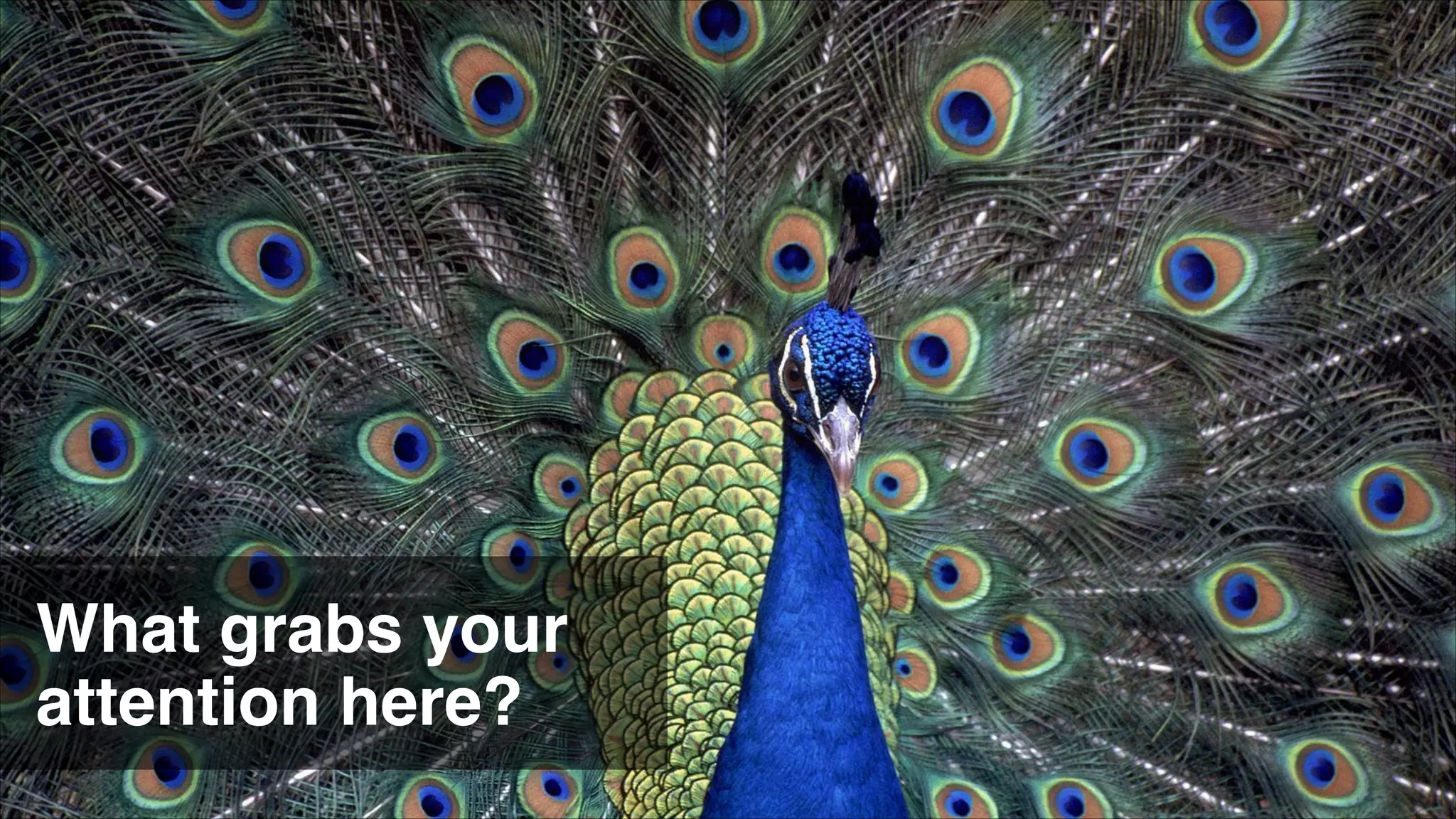 What grabs your
attention here?

 