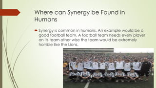 Where can Synergy be Found in
Humans
 Synergy is common in humans. An example would be a
good football team. A football team needs every player
on its team other wise the team would be extremely
horrible like the Lions.
 