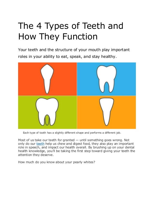 The 4 types of teeth and how they function