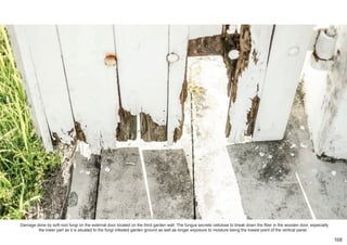 Damage done by soft-root fungi on the external door located on the third garden wall. The fungus secrete cellulose to break down the fiber in the wooden door, especially
the lower part as it is situated to the fungi infested garden ground as well as longer exposure to moisture being the lowest point of the vertical panel.
168
 
