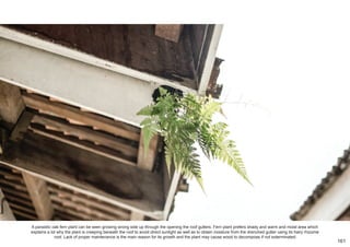 A parasitic oak fern plant can be seen growing wrong side up through the opening the roof gutters. Fern plant prefers shady and warm and moist area which
explains a lot why the plant is creeping beneath the roof to avoid direct sunlight as well as to obtain moisture from the drenched gutter using its hairy rhizome
root. Lack of proper maintenance is the main reason for its growth and the plant may cause wood to decompose if not exterminated.
161
 