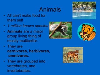 AnimalsAll can't make food for them self1 million known speciesAnimals are a major group living thing of mostly multicellar.  They are carnivores, herbivores, omnivores.They are grouped into vertebrates, and invertebrates.