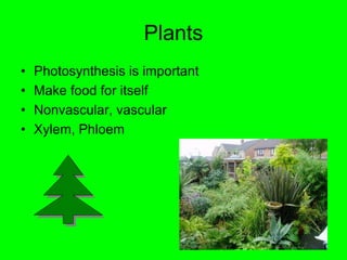 PlantsPhotosynthesis is important Make food for itselfNonvascular, vascularXylem, Phloem