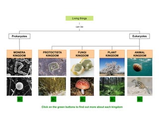 can be
Living things
MONERA
KINGDOM
EukaryotesProkaryotes
PROTOCTISTA
KINGDOM
FUNGI
KINGDOM
PLANT
KINGDOM
ANIMAL
KINGDOM
Click on the green buttons to find out more about each kingdom