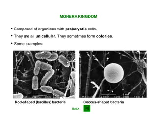 • They are all unicellular. They sometimes form colonies.
MONERA KINGDOM
• Composed of organisms with prokaryotic cells.
• Some examples:
Rod-shaped (bacillus) bacteria Coccus-shaped bacteria
BACK