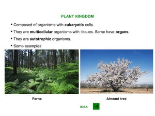 PLANT KINGDOM
Almond tree
• They are autotrophic organisms.
• They are multicellular organisms with tissues. Some have organs.
• Composed of organisms with eukaryotic cells.
Ferns
• Some examples:
BACK