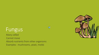 Fungus
Many celled
Cannot move
Absorb nutrients from other organisms
Examples: mushrooms, yeast, molds