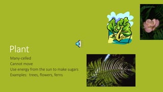 Plant
Many-celled
Cannot move
Use energy from the sun to make sugars
Examples: trees, flowers, ferns