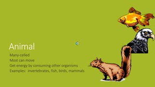 Animal
Many-celled
Most can move
Get energy by consuming other organisms
Examples: invertebrates, fish, birds, mammals