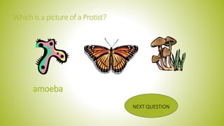 Which is a picture of a Protist?
NEXT QUESTION
amoeba