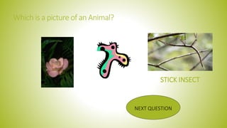 Which is a picture of an Animal?
NEXT QUESTION
STICK INSECT