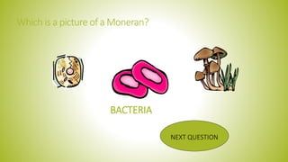 Which is a picture of a Moneran?
NEXT QUESTION
BACTERIA