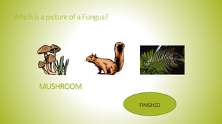 Which is a picture of a Fungus?
FINISHED
MUSHROOM