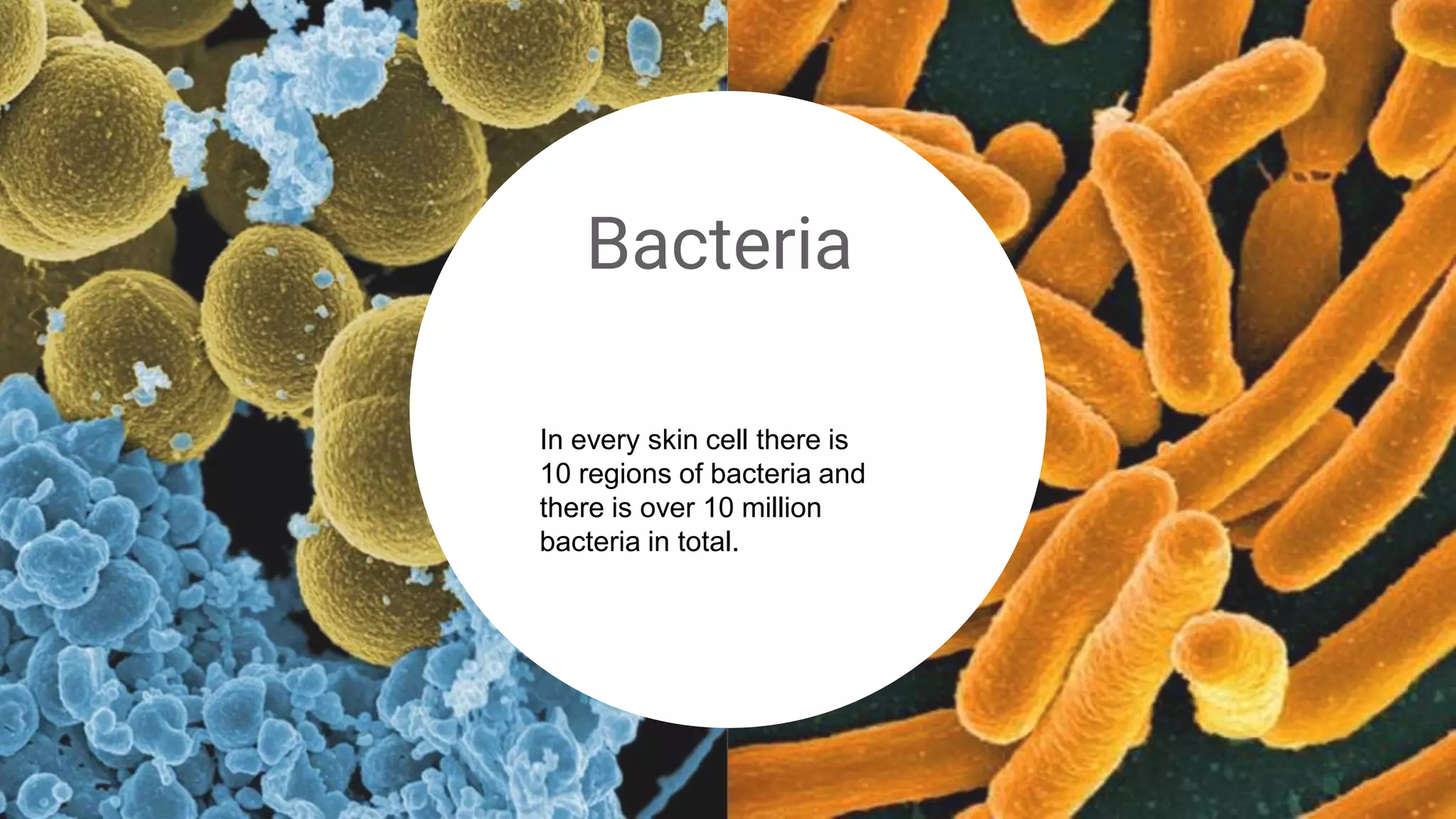 Bacteria
In every skin cell there is
10 regions of bacteria and
there is over 10 million
bacteria in total.
 