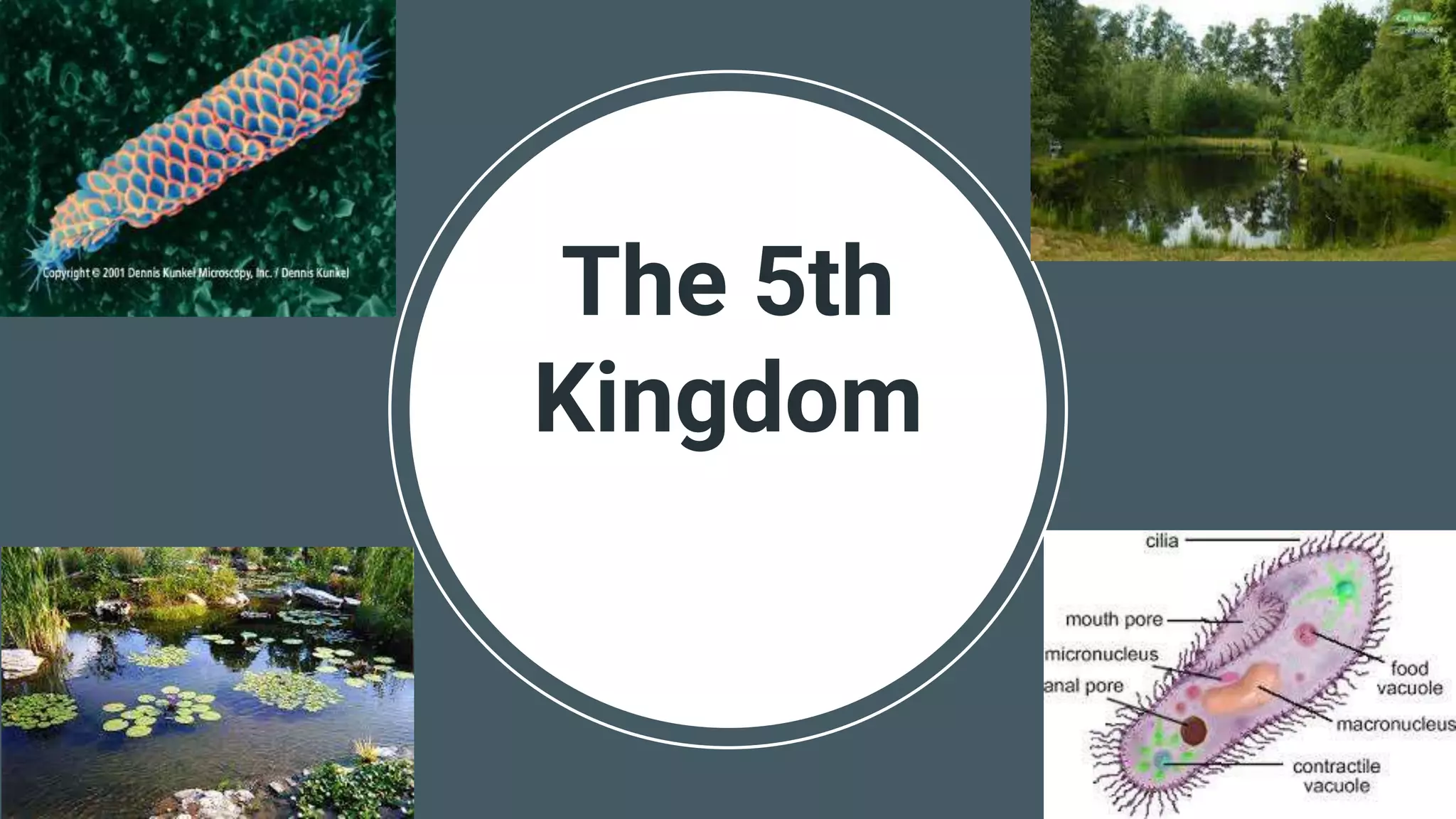 The 5th
Kingdom
 