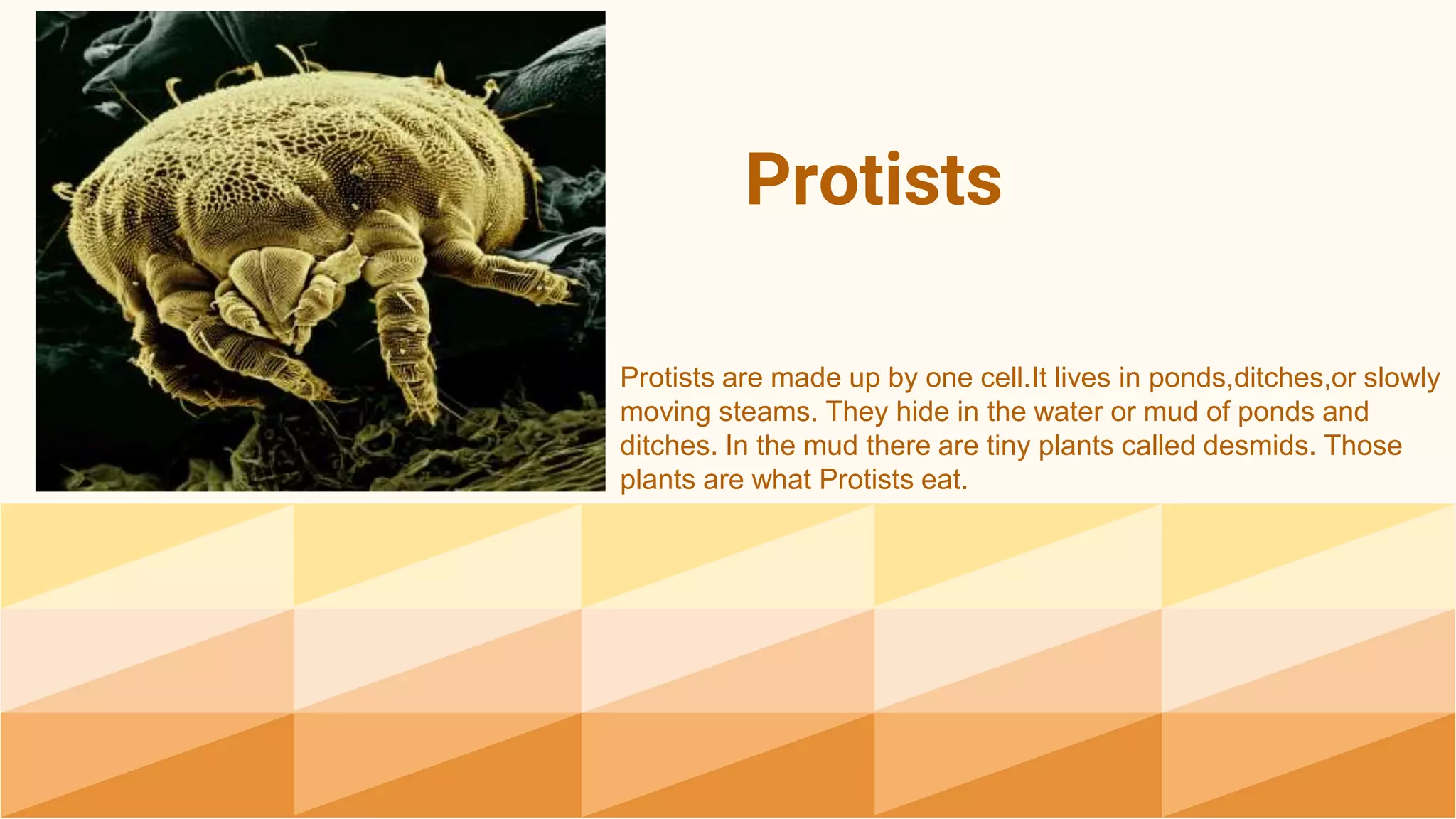 Protists
Protists are made up by one cell.It lives in ponds,ditches,or slowly
moving steams. They hide in the water or mud of ponds and
ditches. In the mud there are tiny plants called desmids. Those
plants are what Protists eat.
 