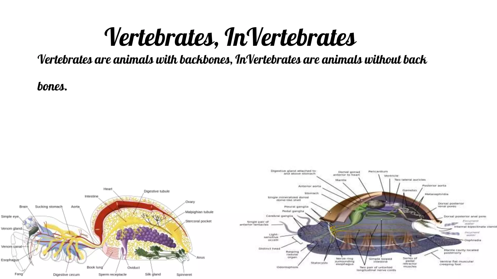 Vertebrates, InVertebrates
Vertebrates are animals with backbones, InVertebrates are animals without back
bones.
 