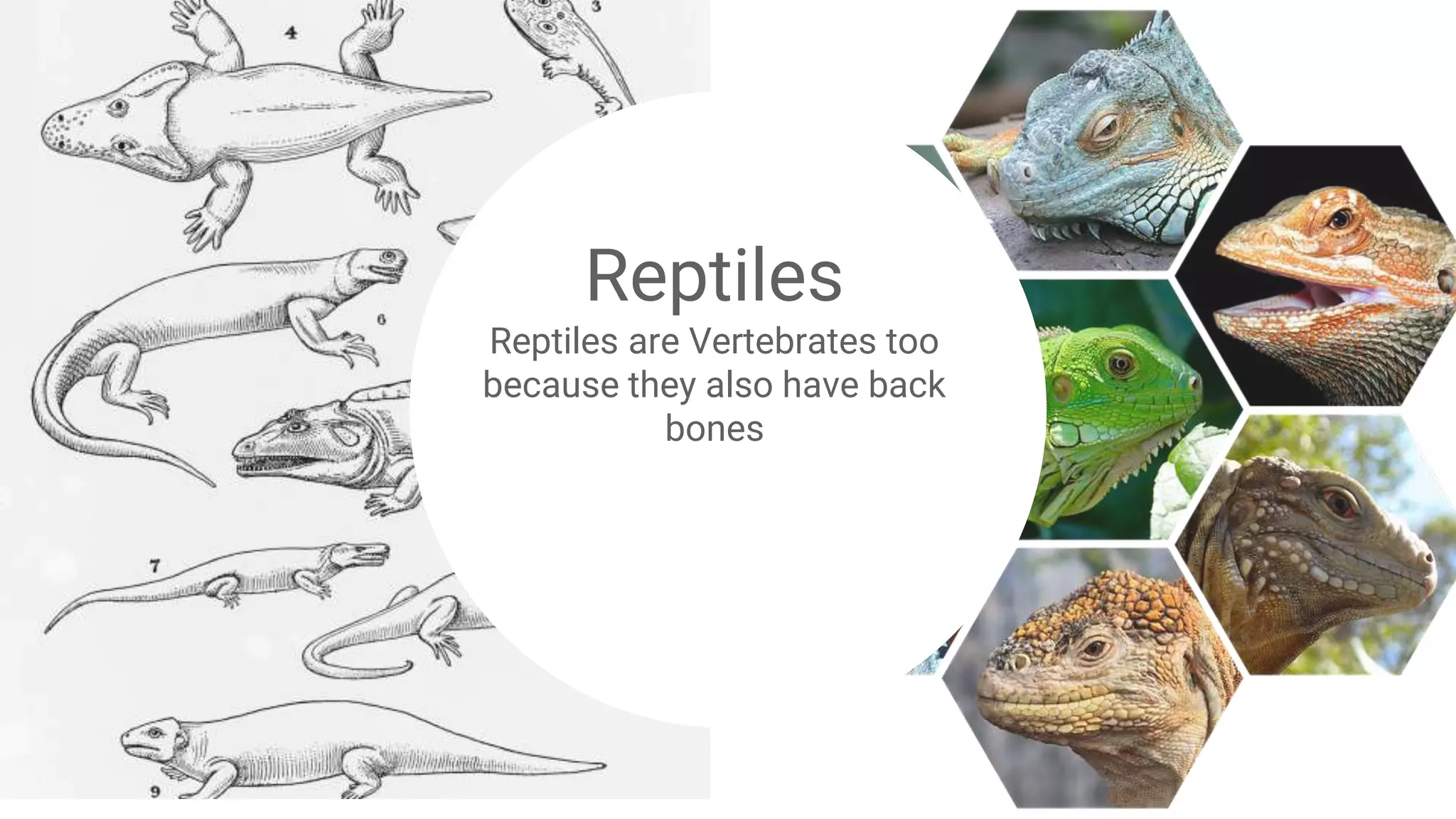 Reptiles
Reptiles are Vertebrates too
because they also have back
bones
 