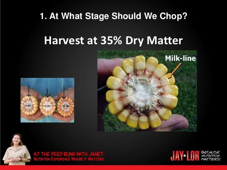 Jaylor 5 Most Common Questions About Corn Silage