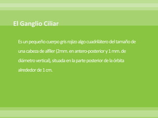 Esun pequeño cuerpo gris rojizo algocuadrilátero del tamaño de
una cabeza de alfiler (2mm.enantero-posterior y1 mm.de
diámetro vertical), situada en la parte posterior de la órbita
alrededor de 1 cm.
 