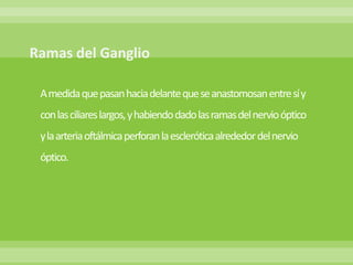 A medida que pasan hacia delante que se anastomosan entre sí y
con lasciliares largos, y habiendo dado las ramasdel nervio óptico
yla arteria oftálmica perforan la esclerótica alrededor del nervio
óptico.
 