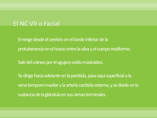 Emerge desde el cerebro en el borde inferior de la
protuberancia en el hueco entre la oliva y el cuerpo restiforme.

Sale del cráneo por el agujero estilo-mastoideo.

Se dirige hacia adelante en la parótida, pasa aquí superficial a la
vena temporo-maxilar y la arteria carótida externa, y se divide en la
sustancia de la glándula en sus ramas terminales.
 