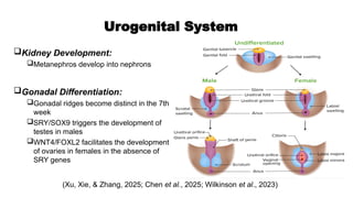 Comprehensive Overview of the 7th Week of Embryonic Development in ...