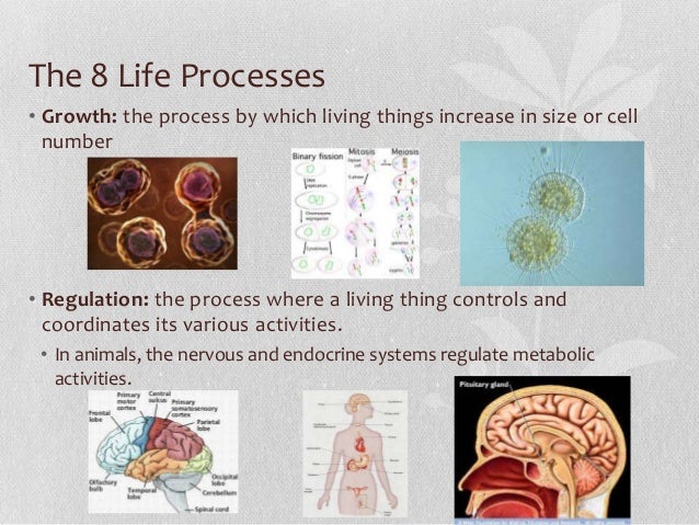 The 8 Life Processes & Homeostasis Living Environment