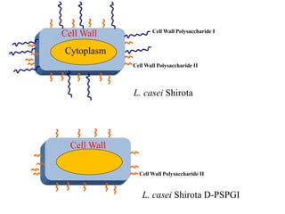 Cell Wall Polysaccharide I
Cell Wall Polysaccharide II
Cell Wall
Cell Wall Polysaccharide II
L. casei Shirota D-PSPGI
L. casei Shirota
Cell Wall
Cytoplasm
 