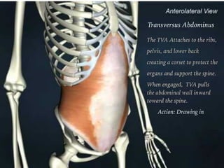 Transversus Abdominus
The TVA Attaches to the ribs,
pelvis, and lower back
creating a corset to protect the
organs and support the spine.
When engaged, TVA pulls  
the abdominal wall inward  
toward the spine.
Action: Drawing in
 