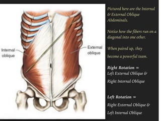 Pictured here are the Internal
& External Oblique
Abdominals.  
 
Notice how the fibers run on a
diagonal into one other. 
 
When paired up, they
become a powerful team. 
 
Right Rotation = 
Left External Oblique &
Right Internal Oblique
Left Rotation =
Right External Oblique &
Left Internal Oblique
 