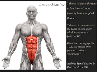 Rectus Abdominus This muscle causes the spine
to bow forward, more
formally known as spinal
flexion.  
 
This muscle can also cause  
the pelvis to tuck under,  
which is known as a  
posterior tilt.  
 
If one does not engage the 
TVA, this muscle often  
pops up creating a  
“mountain.”
Actions: Spinal Flexion &  
Posterior Pelvic Tilt
 