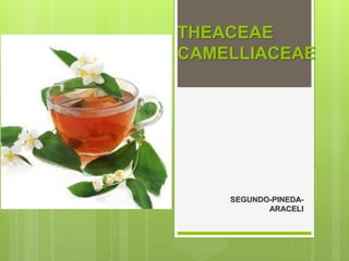 THEACEAE 
CAMELLIACEAE 
SEGUNDO-PINEDA-ARACELI 
 