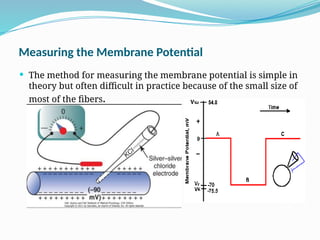 Measuring the Membrane Potential
 The method for measuring the membrane potential is simple in
theory but often difficult in practice because of the small size of
most of the fibers.
 