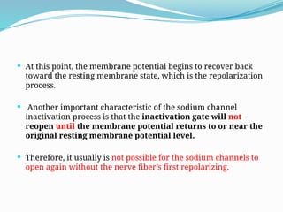  At this point, the membrane potential begins to recover back
toward the resting membrane state, which is the repolarization
process.
 Another important characteristic of the sodium channel
inactivation process is that the inactivation gate will not
reopen until the membrane potential returns to or near the
original resting membrane potential level.
 Therefore, it usually is not possible for the sodium channels to
open again without the nerve fiber’s first repolarizing.
 