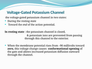 Voltage-Gated Potassium Channel
the voltage-gated potassium channel in two states:
 During the resting state
 Toward the end of the action potential.
In resting state : the potassium channel is closed,
& potassium ions are prevented from passing
through this channel to the exterior.
 When the membrane potential rises from –90 millivolts toward
zero, this voltage change causes conformational opening of
the gate and allows increased potassium diffusion outward
through the channel.
 