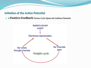 Initiation of the Action Potential
1) A Positive-Feedback Vicious Cycle Opens the Sodium Channels
 