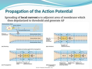 Propagation of the Action Potential
Spreading of local current s to adjacent area of membrane which
then depolarized to threshold and generate AP
 