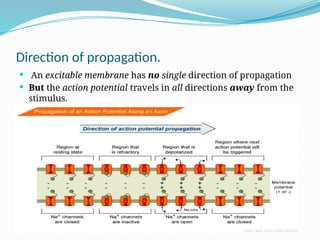Direction of propagation.
 An excitable membrane has no single direction of propagation
 But the action potential travels in all directions away from the
stimulus.
 